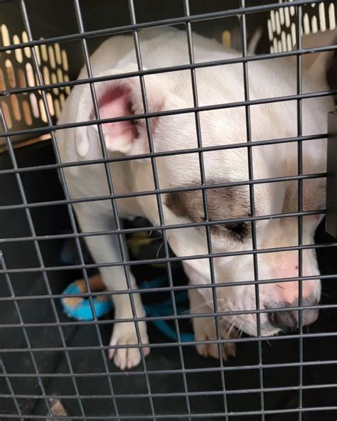 chloe's canines dog sanctuary